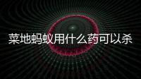  菜地蚂蚁用什么药可以杀死
